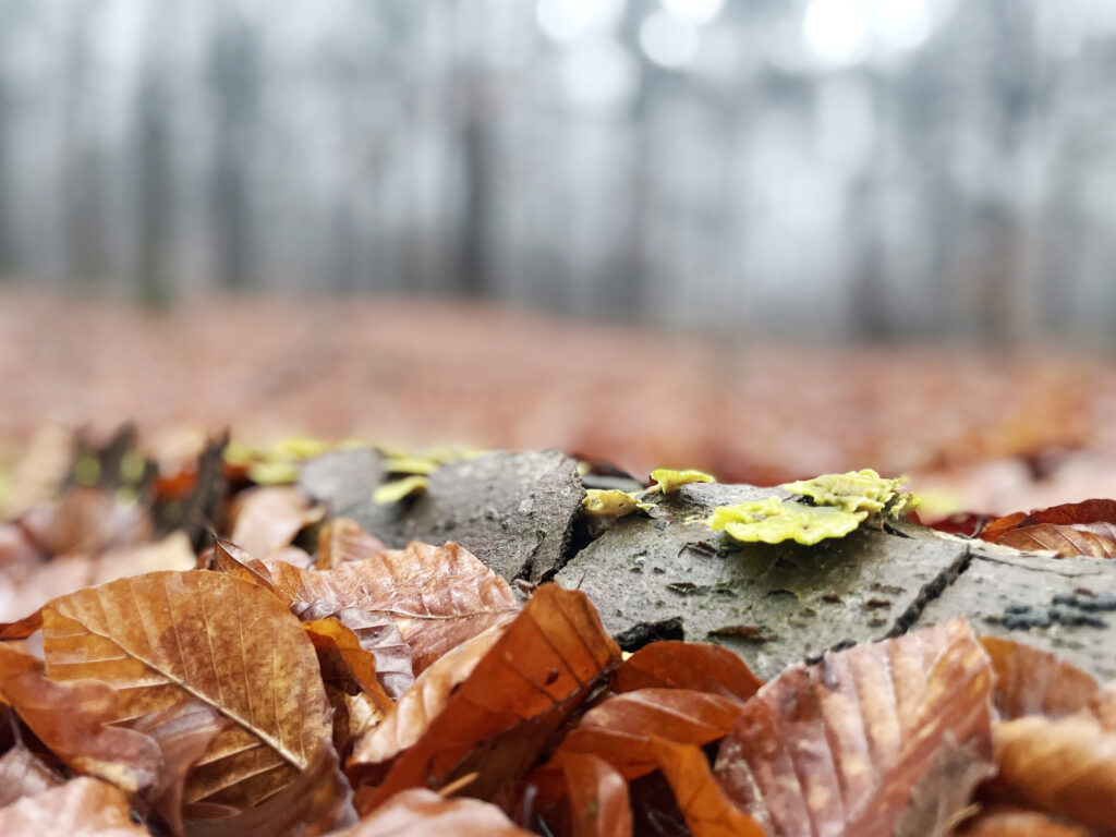 natuurcoaching Deventer