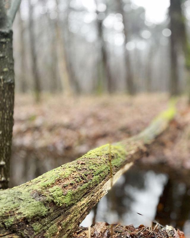 coaching in natuur Diepenveen